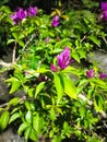 Photo Bougainvillea glabra Plant