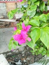 Photo Bougainvillea glabra Plant