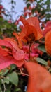 photo of Bougainvillea paper flowers