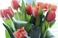 Delicate photo of a bouquet of coral tulips