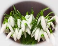 Photo of the bouquet of the first spring flowers snowdrops for flower shop or magazine background. Post card for Woman`s or Moth