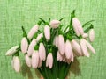 Photo of the bouquet of the first spring flowers snowdrops for flower shop or magazine background. Post card for Woman`s or Moth