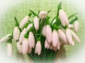 Photo of the bouquet of the first spring flowers snowdrops for flower shop or magazine background. Post card for Woman`s or Moth