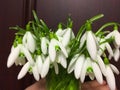 Photo of the bouquet of the first spring flowers snowdrops for flower shop or magazine background