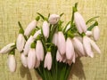 Photo of the bouquet of the first spring flowers snowdrops in the vase on the Ukrainian flag background. Post card for Mother`s