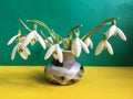 Photo of the bouquet of the first spring flowers snowdrops in the vase on the Ukrainian flag background. Post card for Mother`s