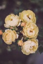 a bouquet of soft yellow roses with a dark background Royalty Free Stock Photo