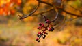 Photo branch with berries on a background of autumn forest