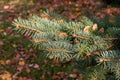 Photo of a branch of a blue spruce. Close-up. Royalty Free Stock Photo