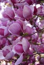 Photo of a branch of a flowering magnolia tree with big bright pink and white flowers Royalty Free Stock Photo
