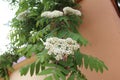Rowan blooming hanging from the wall of a rich house as a decoration Royalty Free Stock Photo