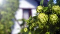 Branch of hops close up and house in the background