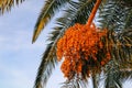 Photo of the orange fruits of the Data palm/Phoenix Palm. Royalty Free Stock Photo