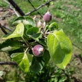 Photo branch with small apples on the tree