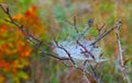 Photo branch in the web and the dew on the background of autumn forest