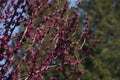 branches of Chinese redbud tree in the spring garden Royalty Free Stock Photo