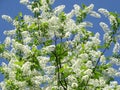 Prunus padus, bird cherry, hackberry, hagberry, or Mayday tree