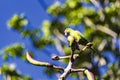 Brazilian bird Maritaca - Pionus maximiliani - feeding on fruit on tree Royalty Free Stock Photo