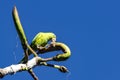 Brazilian bird Maritaca - Pionus maximiliani - feeding on fruit on tree Royalty Free Stock Photo