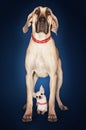 Brazilian mastiff Fila brasileiro standing over Chihuahua front view