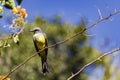 Brazillian bird Suiriri - Tyrannus melancholicus - on branch of tree in sunny day