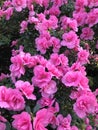 Bright fuschia colored azalea