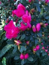 Bright fuschia colored azalea