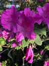 Bright fuschia colored azalea