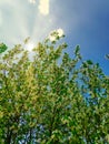 Photo of bright green cherry tree branches with flowers in the month of May against the blue sky with clouds and sun rays Royalty Free Stock Photo