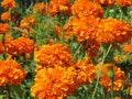 Bright Orange Marigold Flowers in September
