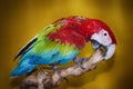 Photo of Bright Parrot