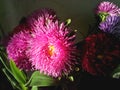 Photo of bright pink asters. Autumn flowers. Asters in the sun
