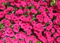 Bright Pink Petunias in a Summer Garden in June