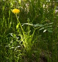 Photo of the bright summer sun a lone yellow flower - dandelion Royalty Free Stock Photo