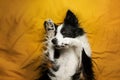 photo bright yellow background border collie dog basking in bed