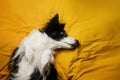 photo bright yellow background border collie dog basking in bed