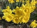 Bright Yellow Daffodil Flowers in March in Full Bloom Royalty Free Stock Photo