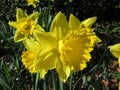 Bright Yellow Daffodils in the Garden in March