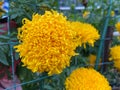 Bright Yellow Flower in the Garden in October Royalty Free Stock Photo