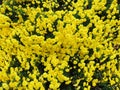 Beautiful Bright Yellow Gerbera Daisy Flowers in the Garden Royalty Free Stock Photo