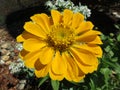 Bright Yellow Zinnia Summer Flower in August Royalty Free Stock Photo