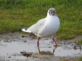 Tern wading at wetlands river pond