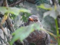 Baby british blackbird hiding in the tree