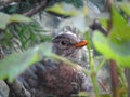Baby british blackbird hiding in the tree