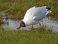 Tern wading at wetlands river pond