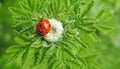 British ladybird ladybug insect feeding on spring flower Royalty Free Stock Photo