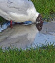 Tern drinking from wetlands river pond