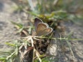 Photo of brown butterfly on the green leaves in the garden Royalty Free Stock Photo