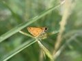 Photo of brown butterfly on the green leaves in the garden Royalty Free Stock Photo