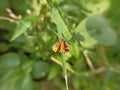 Photo of brown butterfly on the green leaves in the garden Royalty Free Stock Photo